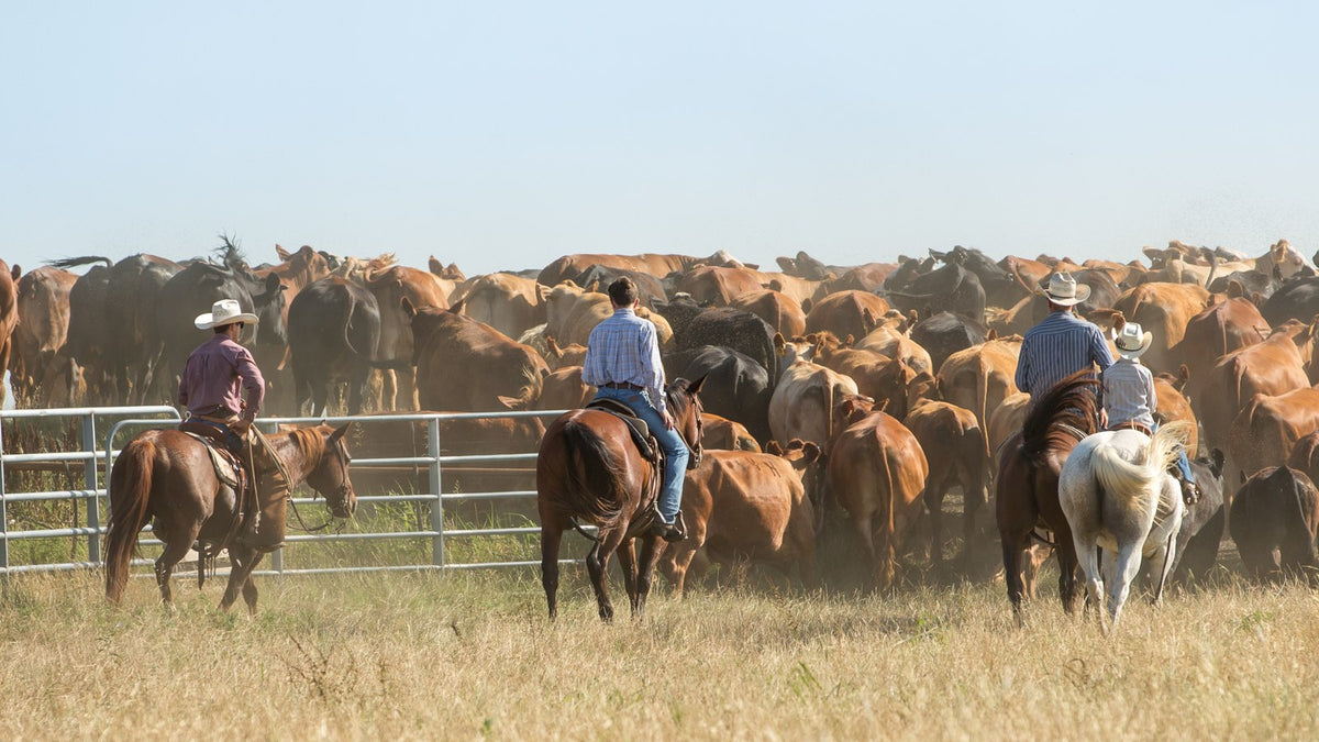 Marketing Luxury Ranches & Farms: SEO for Land and Lifestyle